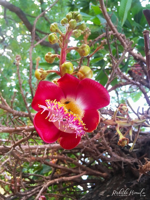 Flower flowering plant cannonball tree couroupita