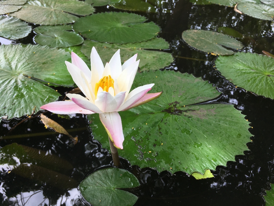 Fleur nénuphar blanc parfumé
 famille de lotus
 plante aquatique
