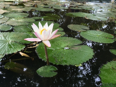 Flower fragrant white water lily lotus family Photo