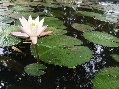 Flower fragrant white water lily lotus family aquatic plant Photo