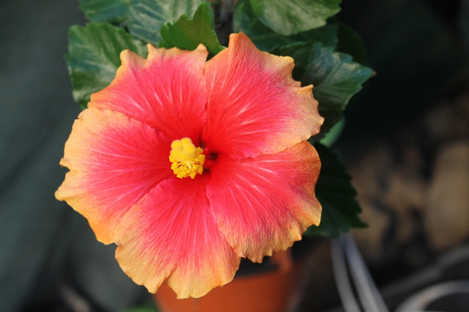 Blume blütenblatt hibiskus chinesischer