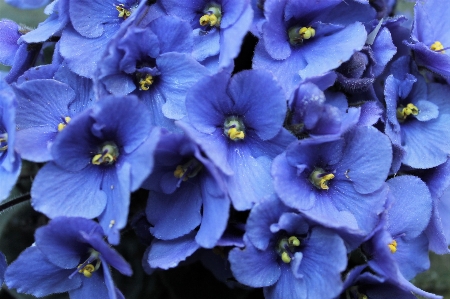 Flowers african violet flower flowering plant Photo