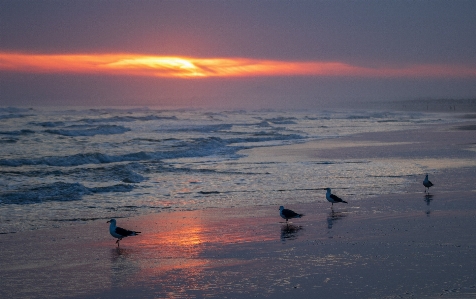 Sunset seagulls sky ocean Photo