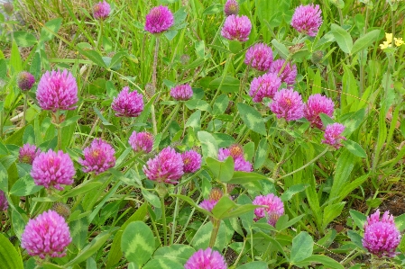 Kleeblatt blume gras frühling Foto