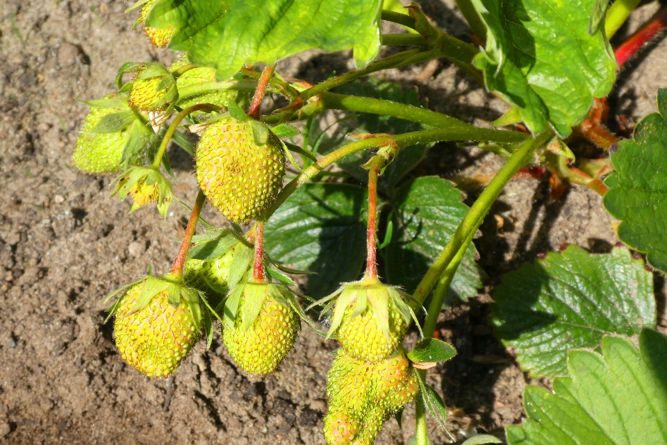 Strawberries unripe grow spring