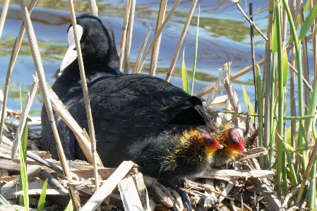 Blässhuhn
 küken nest mutter Foto