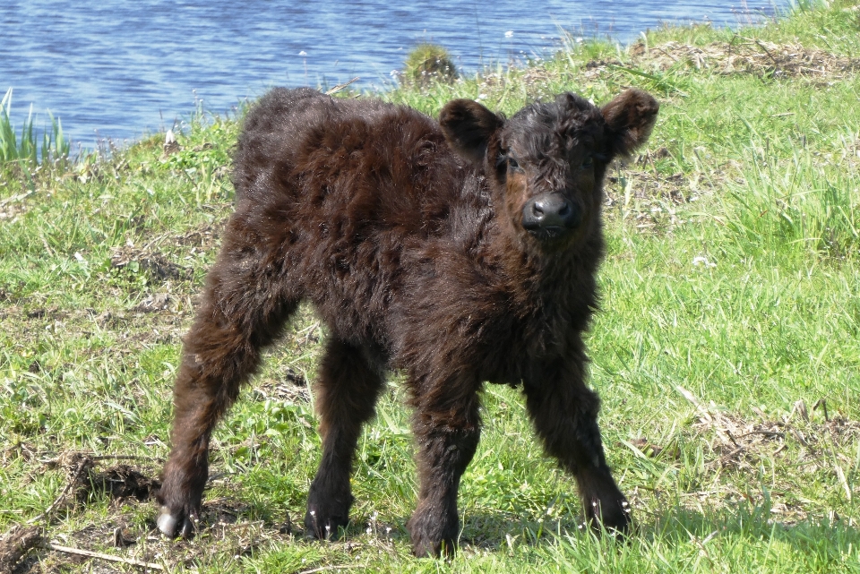 Vacas
 vertebrado
 mamífero panturrilha