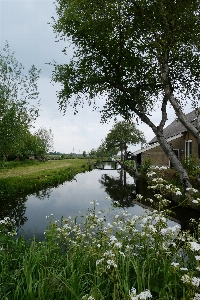 Foto Polder
 belanda musim semi pohon