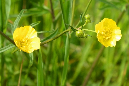 Buttercup bloom grass ditch Photo