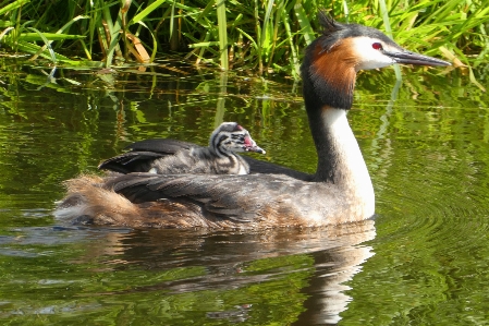 Grebe chicks nest mother Photo