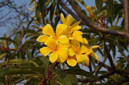 Flower yellow plant botany Photo