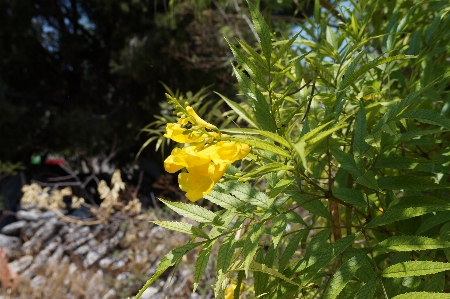 花 植物 木 雷 写真