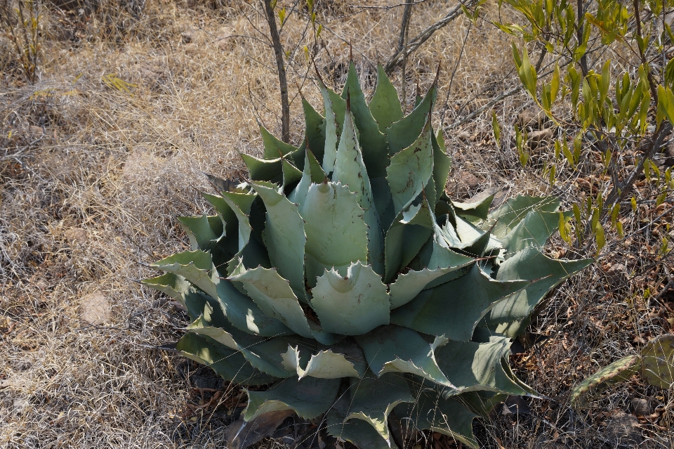 Agave plantar flor comunidade vegetal
