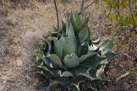 Agave anlage blume pflanzengemeinschaft
 Foto