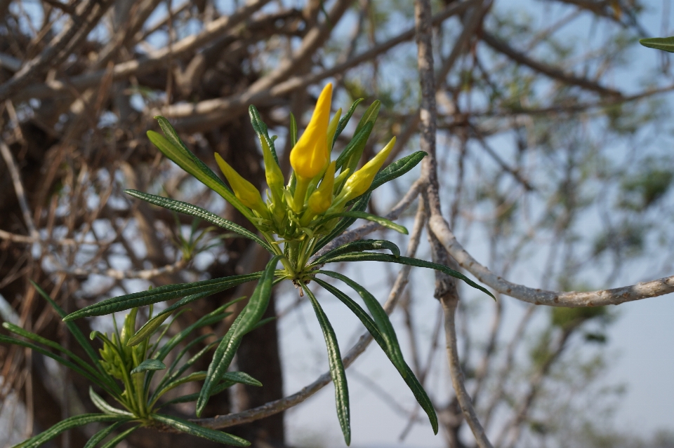 Blume blumen wild feld