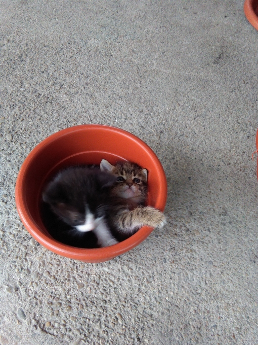 Kucing berukuran kecil hingga sedang
 felidae
 anak