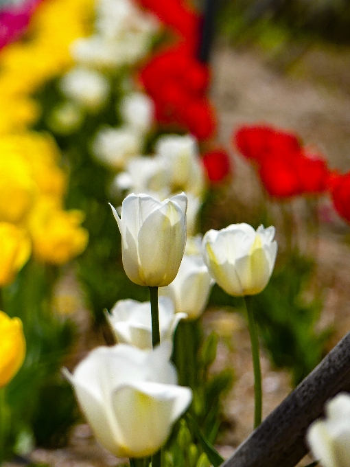 Flor blanco pétalo tulipán