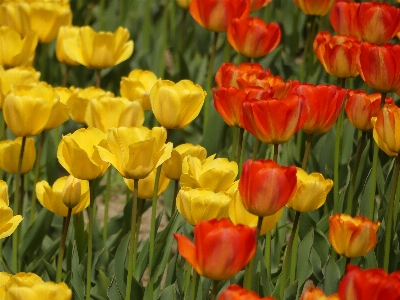 花 開花植物
 花弁 チューリップ 写真