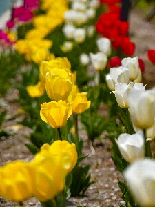 Blume blühende pflanze
 blütenblatt gelb Foto