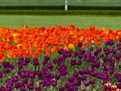 Blume blühende pflanze
 tulpe blütenblatt Foto