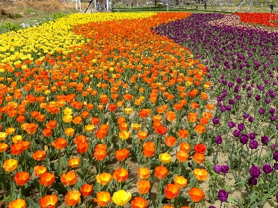 Blume blühende pflanze
 anlage frühling Foto