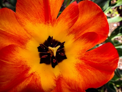 Flower flowering plant petal orange Photo