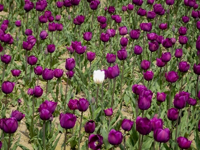 Blume blühende pflanze
 anlage lila Foto