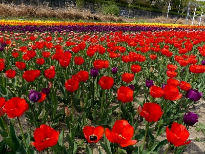 Blume blühende pflanze
 anlage blütenblatt Foto