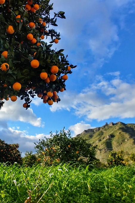 Orange tree fruit sky