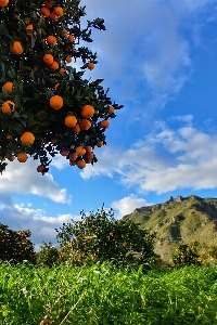 Orange tree fruit sky Photo