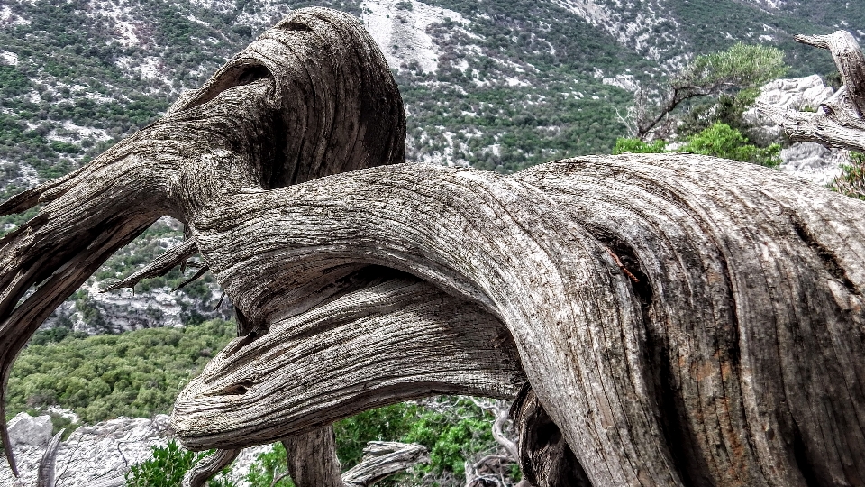 Legna albero antico
 sardegna
