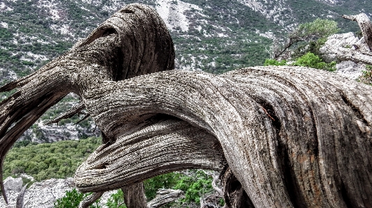 Holz alter baum
 sardinien
 baum Foto