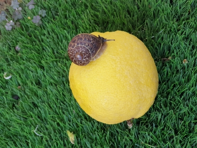 Snail lemon fruit animal Photo