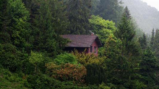 家 自然 植生 自然の風景
 写真