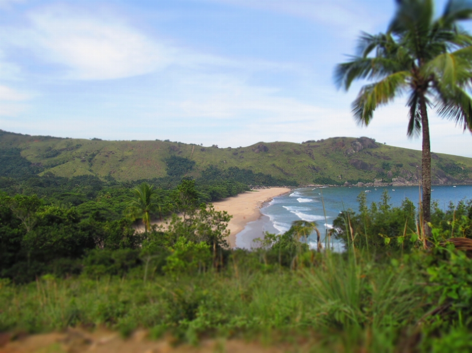 Beach vegetation nature water resources