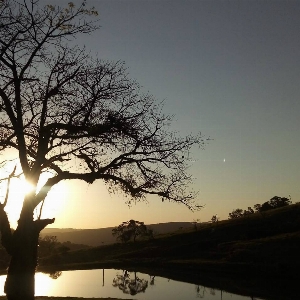 Cafe sky tree nature Photo