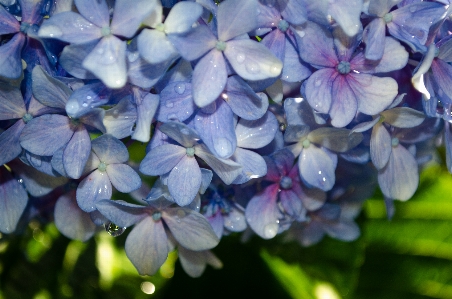 自然 花 バイオレット 青 写真