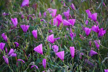 Blumen wiese sommer gras Photo