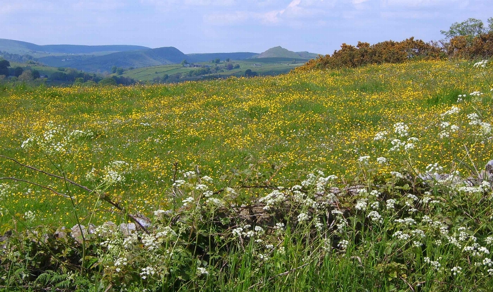 Meadow flowers buttercup grassland