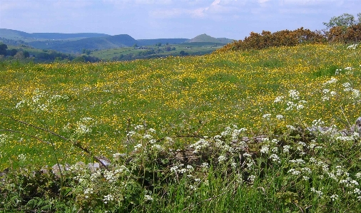 Meadow flowers buttercup grassland Photo