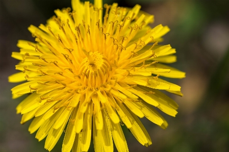 Foto Dente de leão flor natureza macro