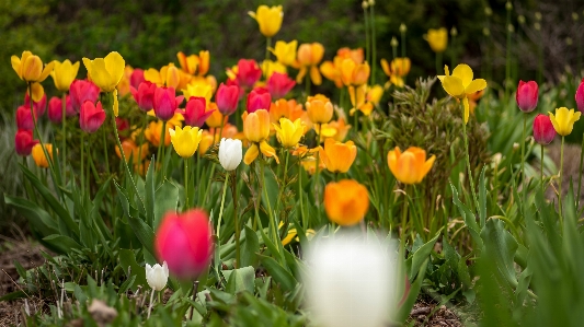 Tulip tulips flowers nature Photo