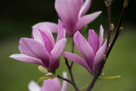 花 フラワーズ 大きい 紫 写真