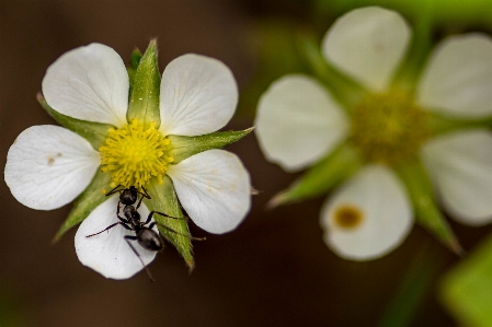 Flower macro ant closeup Photo