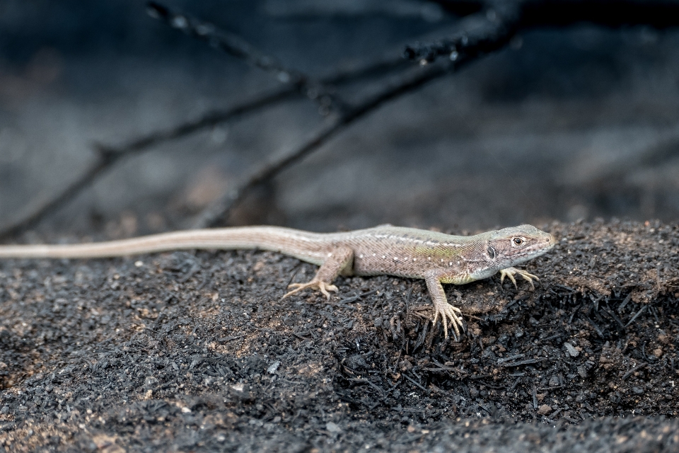 Kadal liar hutan reptil