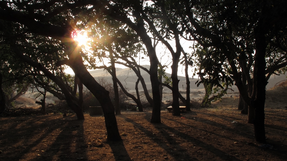 Paisaje
 árbol amanecer naturaleza