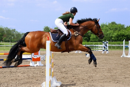 Sports jumper horse animal Photo