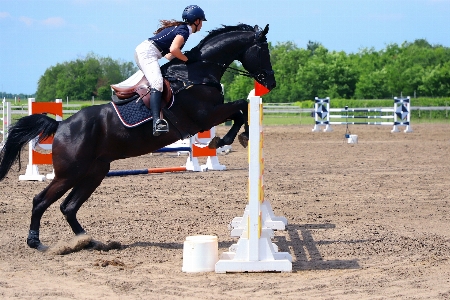 Sports jumper horse animal Photo