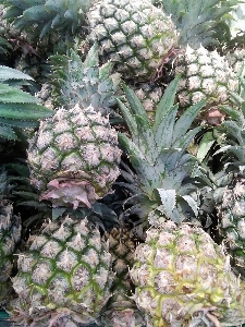 Pineapples fruits natural pineapple Photo