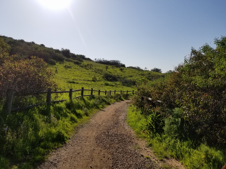 Natural nature vegetation dirt road